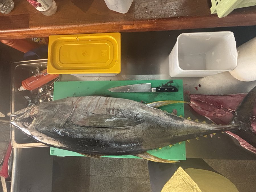 A whole fresh tuna in our kitchen